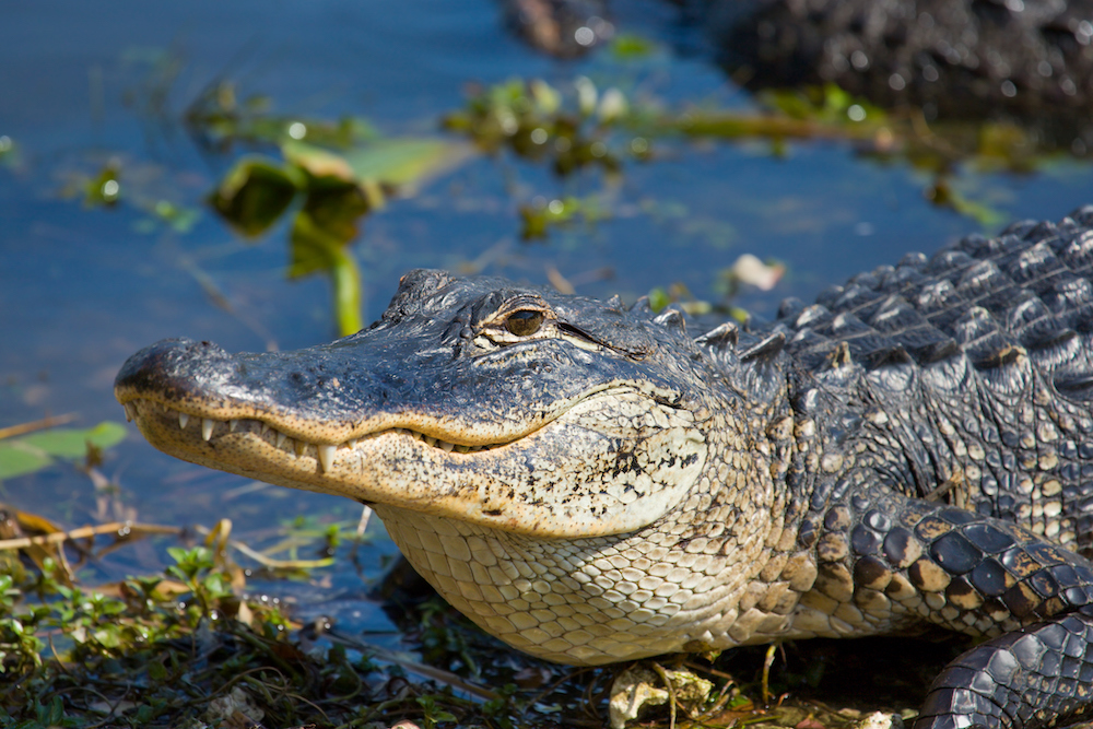 Alligator on the shore