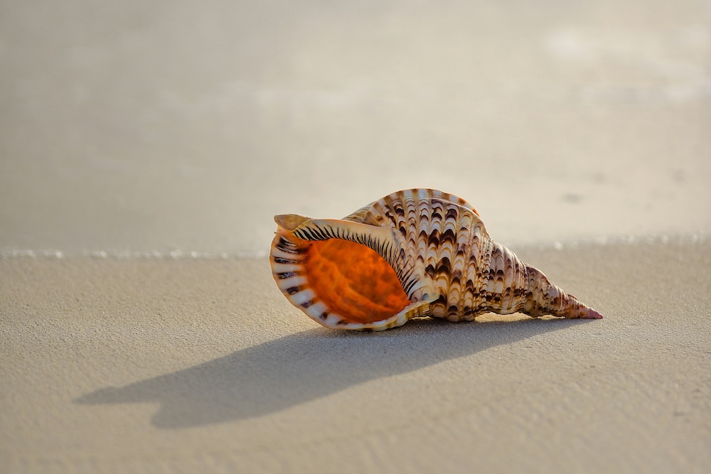 conch shell on beach